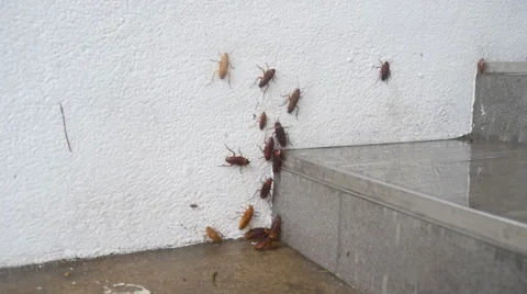 Many cockroach on raining dayd Stock Footage 36519964