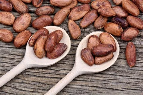 Many cocoa beans in a spoons on table Stock Photos