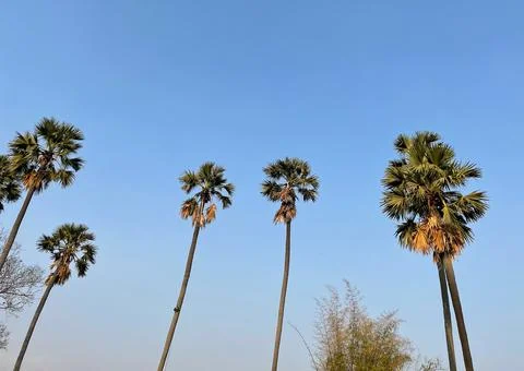 Many coconut trees with sky in the background Stock Photos