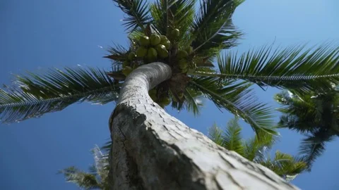 Many coconuts grow on a palm tree. A view from beneath a palm tree from below. Stock Footage 84412755