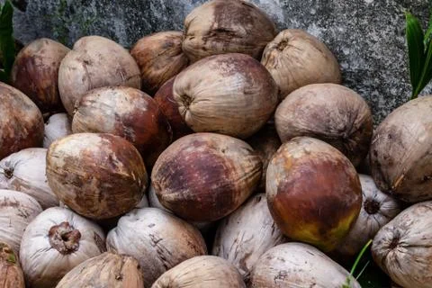 Many coconuts pile in one place under the open air. tropical fruit pattern Foto stock
