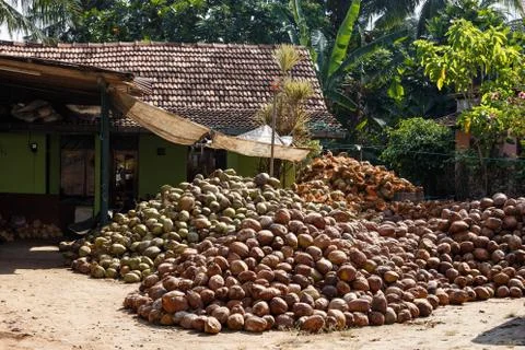 Many coconuts in stock Stock Photos