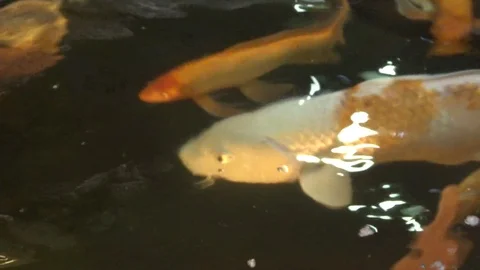 Many colorful fish in the aquarium Stock Footage 102265341