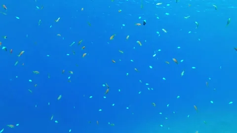 Many colorful fish Stock Footage 138749003