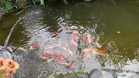 Many colorful koi fish swim in an outdoor pond in a lush garden. Stock Footage 286720153