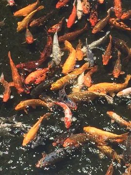 Many Colorful Koi Fish Swimming Close in a Pond in Las Vegas, Nevada Stock Photos