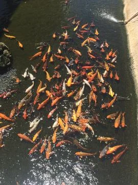 Many Colorful Koi Fish Swimming Close in a Pond in Las Vegas, Nevada Stock Photos