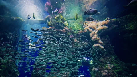 Many colorful tropical fish of different species swim over a beautiful reef Stock Footage 301570905