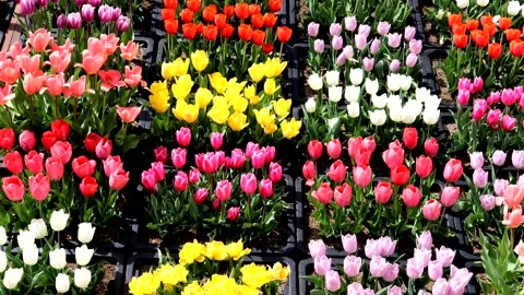 Many colorful tulips Stock Footage 335122620