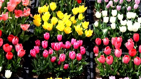 Many colorful tulips Stock Footage 335124449