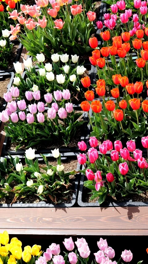 Many colorful tulips Stock Footage 335209056