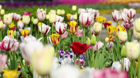 Many colorful tulips moving in wind Stock Footage 24603440