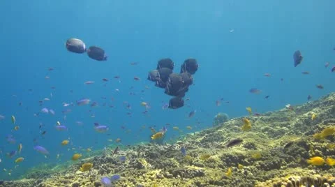 Many Colors Underwater Stock Footage 11655976