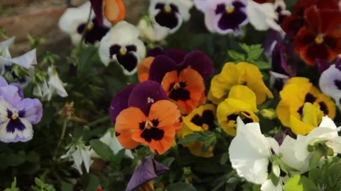 Many colours flowers close up Stock Footage 75061307