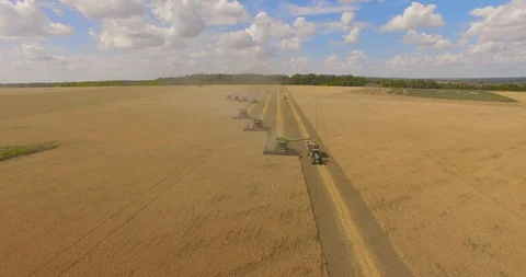 Many combines working on the large wheat field Video stock 93448664