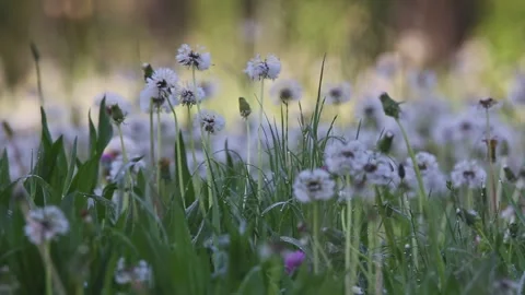 Many Common Dandelions plants moving on the wind with an insect flying nearby Stock Footage 130437784