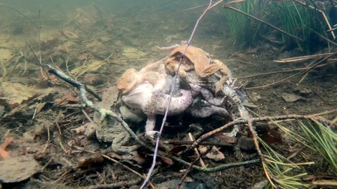 Many Common toads copulating in the pond Stock Footage 106207451