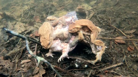 Many Common toads copulating in the pond Stock Footage 106207550