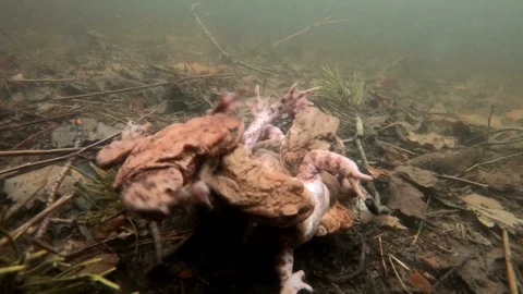 Many Common toads copulating in the pond Stock Footage 106207553