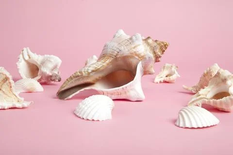 Many conch shell on a pink background 库存照片