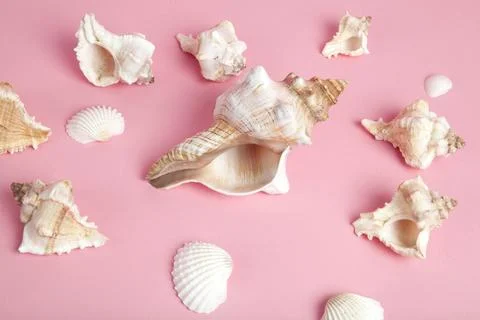 Many conch shell on a pink background 库存照片