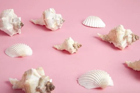 Many conch shell on a pink background 库存照片