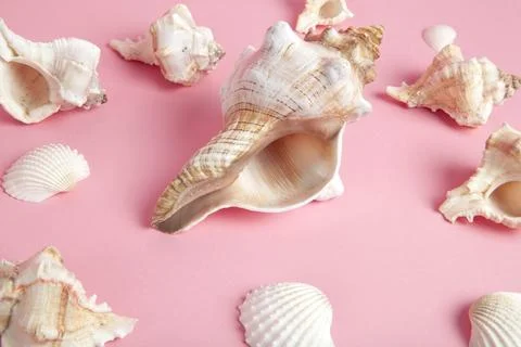Many conch shell on a pink background 库存照片