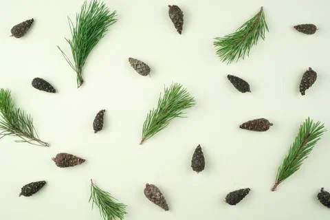 Many cones and pine branches are singly arranged on a light green background Stock Photos