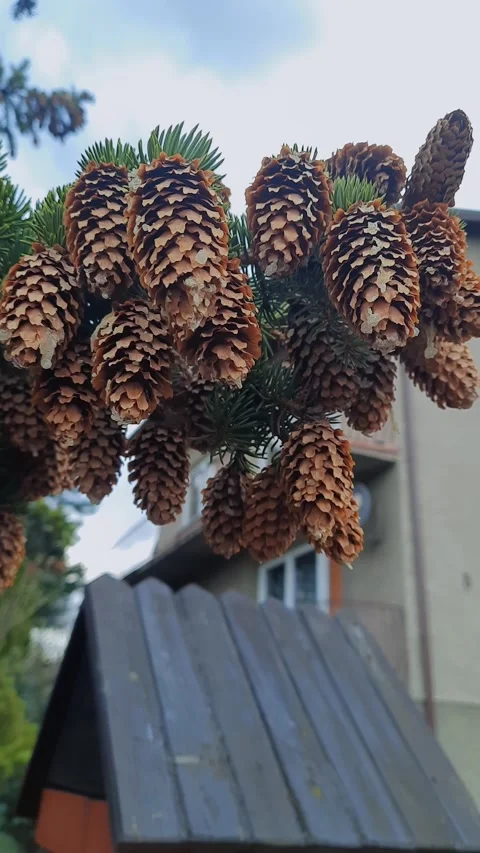 Many cones on pine growing near house. Vertical video. Stock Footage 237239357