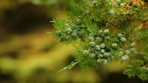 Many cones on the same branch Stock Footage 846270