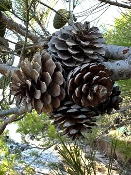 Many cones on a tree, close-up. Cones on a coniferous tree branch against t.. Stock Photos