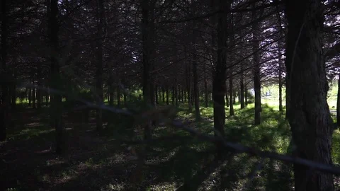 Many coniferous trees planted 動画素材 107972529