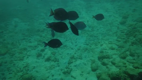 To many conssumers, parrotfish is a delight, which in Jamaica is prepared Stock Footage 118502016