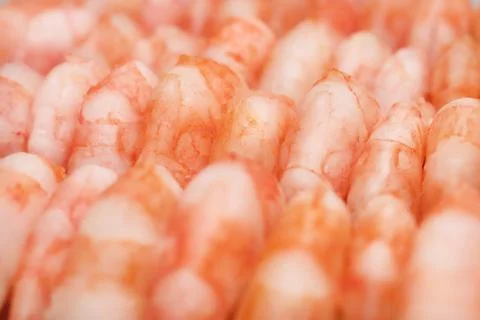 Many cooked prawns background. Rows of peeled boiled shrimp texture. Stock Photos