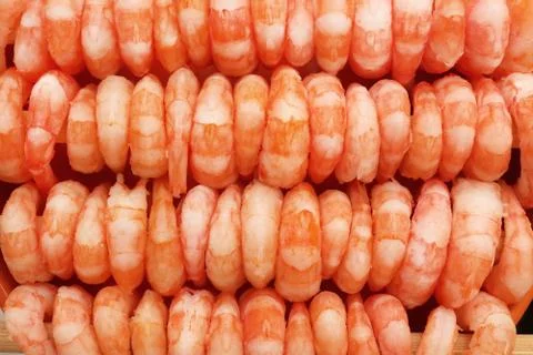 Many cooked prawns background. Rows of peeled boiled shrimp filling texture. Stock Photos