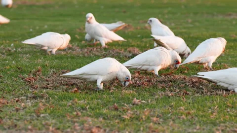 Many Corellas feed in green grass of a park Stock-Footage 204014039