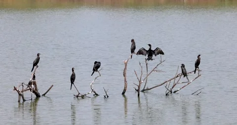 Many cormorant birds on the tree in a lake, rural India Stock Footage 250047892