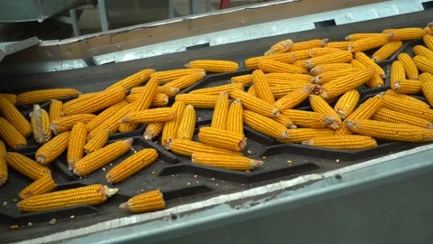 Many corn move on the conveyor tape after harvest Stock Footage 120388305