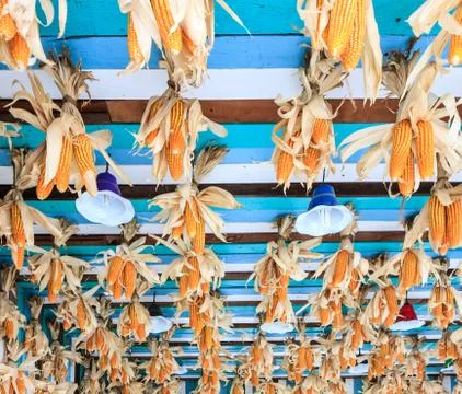 Many corn Stock Photos