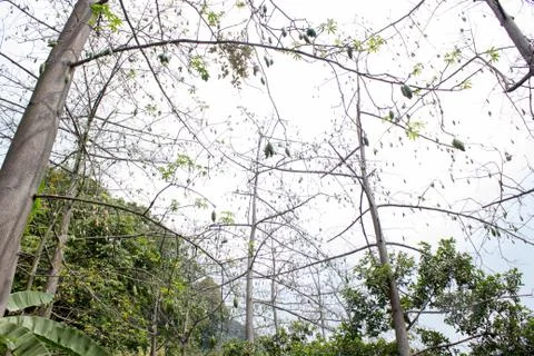 Many Cotton tree here at Java Island Stock Photos