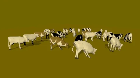 MANY COWS EATING GRASS FRONT VIEW Vídeos de archivo 75030807