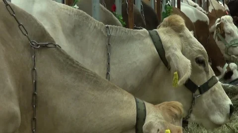 Many cows eating hay Stock Footage 72561254