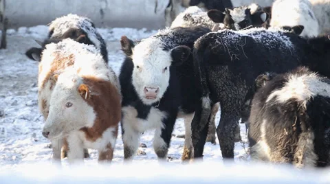Many cows in farm  Stock Footage 60942388