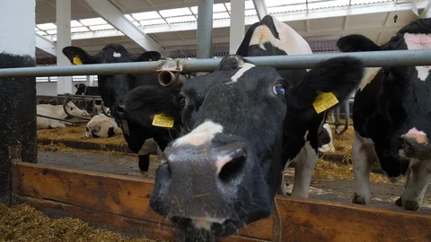Many cows on the farm. Stock Footage 107034916