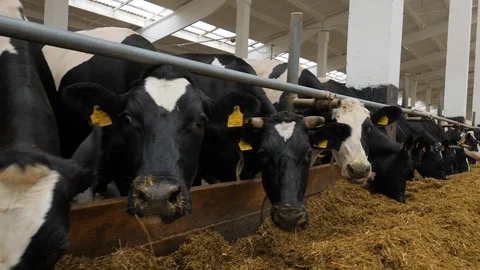 Many cows on the farm. Stock Footage 107035016