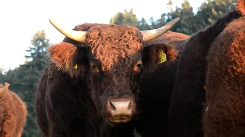 Many cows Vídeos de archivo 10680896