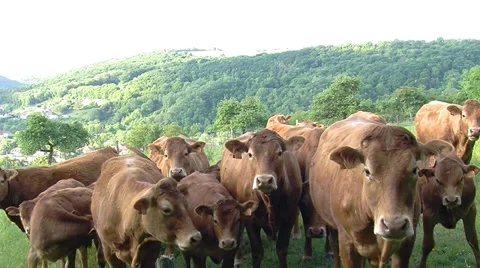 Many cows Stock Footage 38616365