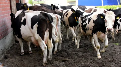 Many cows go in a stable - stall Видео 52044044