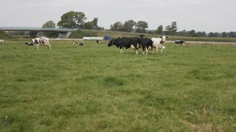 Many cows on a grassfield Video stock 43256725