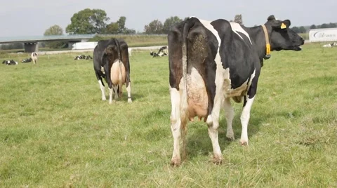 Many cows on a grassfield Video stock 43257125